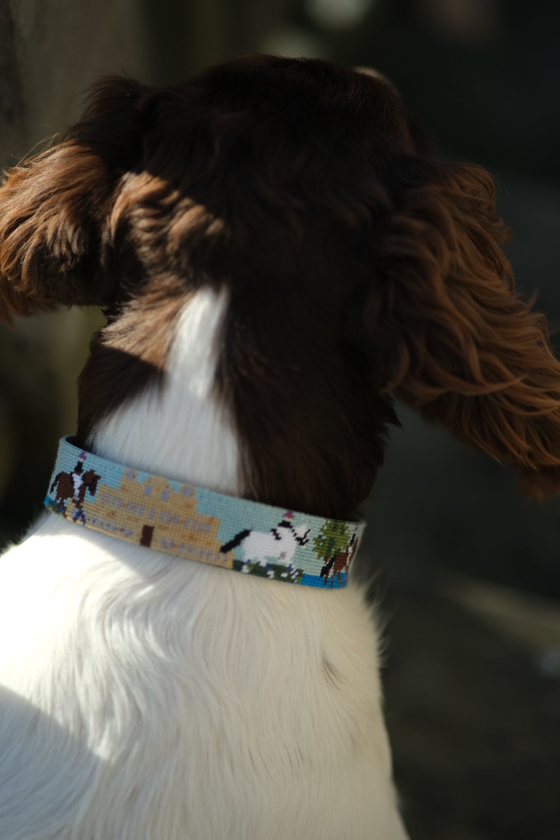 Dog Collar - Badminton