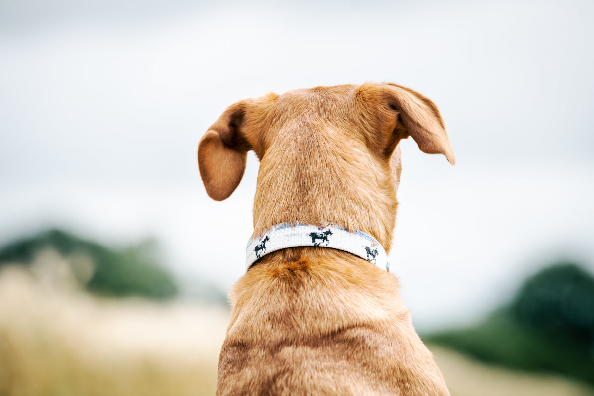 Dog Collar - Snow Polo