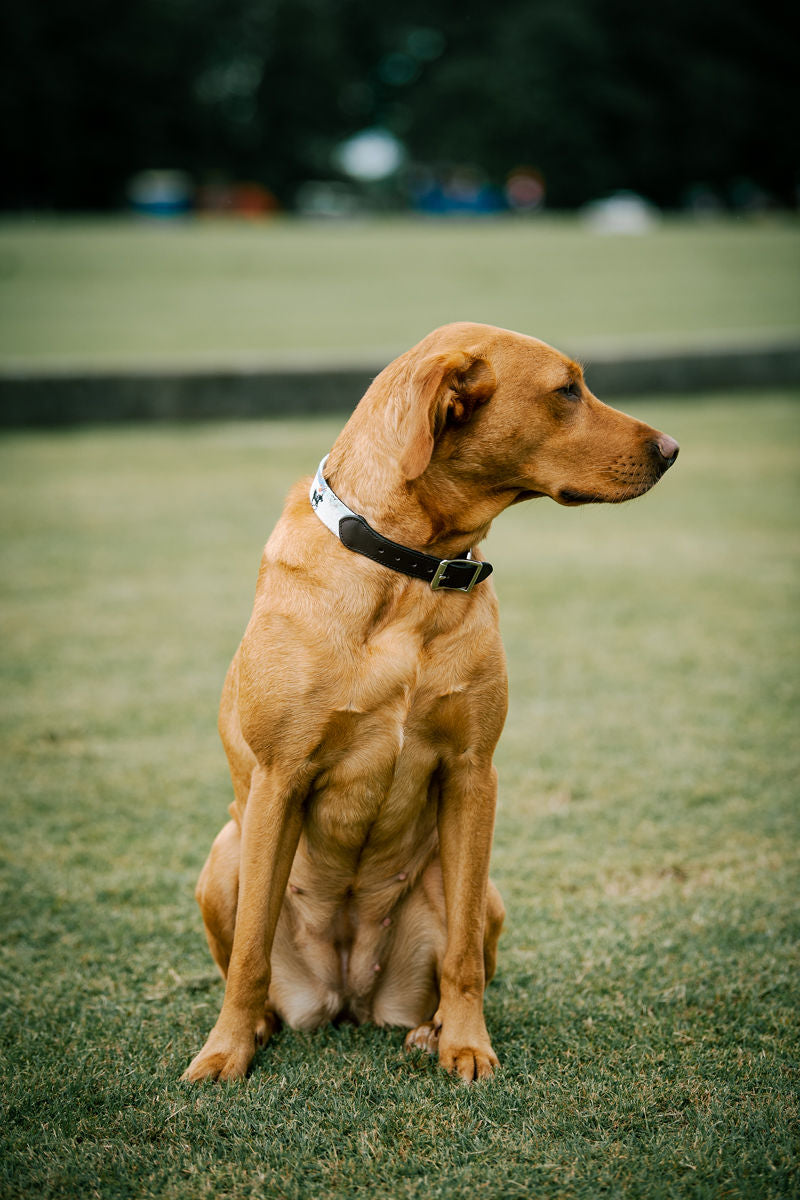 Dog Collar - Snow Polo