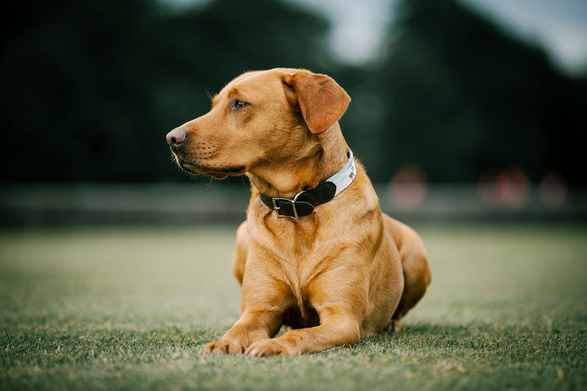 Dog Collar - Snow Polo