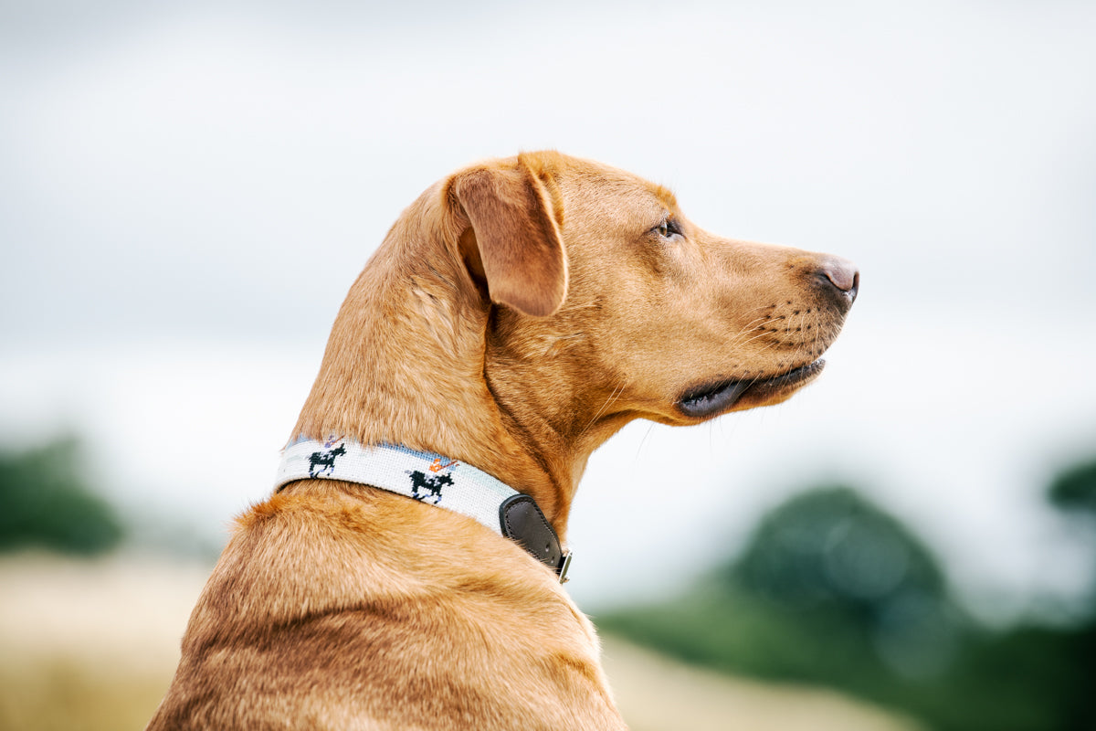 Dog Collar - Snow Polo